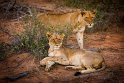 010 Timbavati Private Game Reserve, leeuwen
